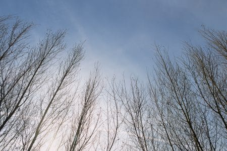 Trees in sky