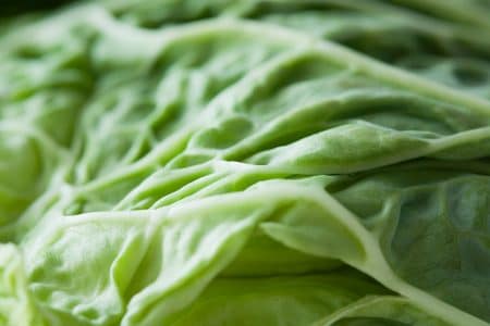 cabbage leaf up close