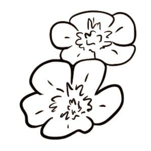 Illustration of two buttercup flowers that are found in the Guilder logo.